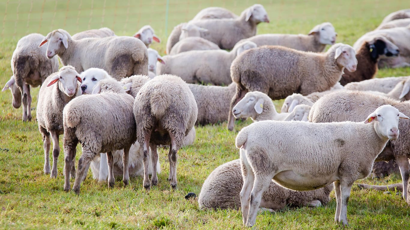 Überwiegend stehende Schafe: Sie kommen auch ohne die Polizei zurecht.