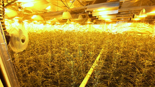 Die in Bremen gefundene Marihuana-Plantage.