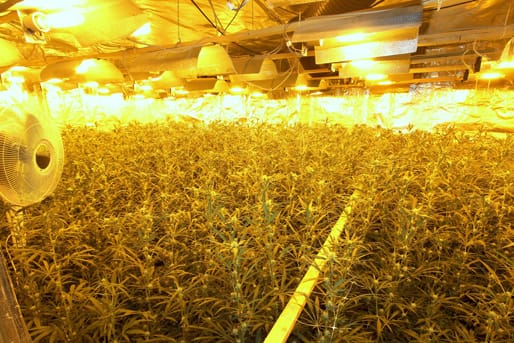 Die in Bremen gefundene Marihuana-Plantage.
