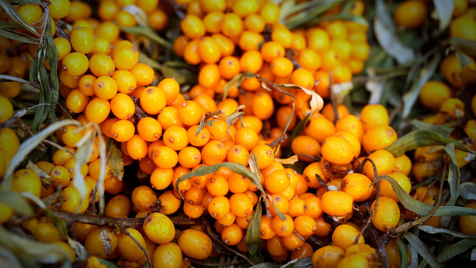 Sanddorn: Die unscheinbaren Früchte der Sanddornpflanze enthalten fast zehnmal so viel Vitamin C wie Zitrusfrüchte.