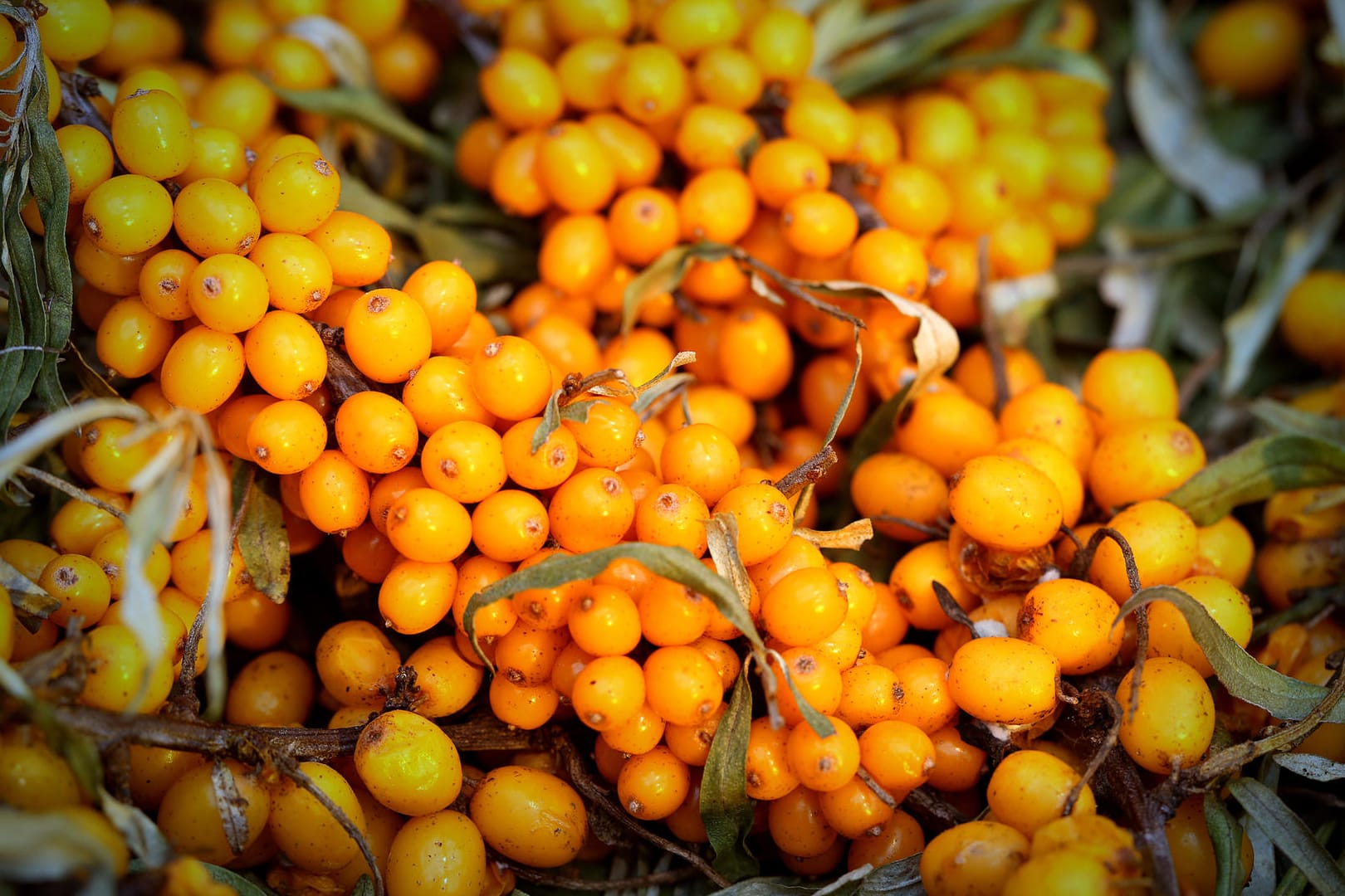 Sanddorn: Die unscheinbaren Früchte der Sanddornpflanze enthalten fast zehnmal so viel Vitamin C wie Zitrusfrüchte.