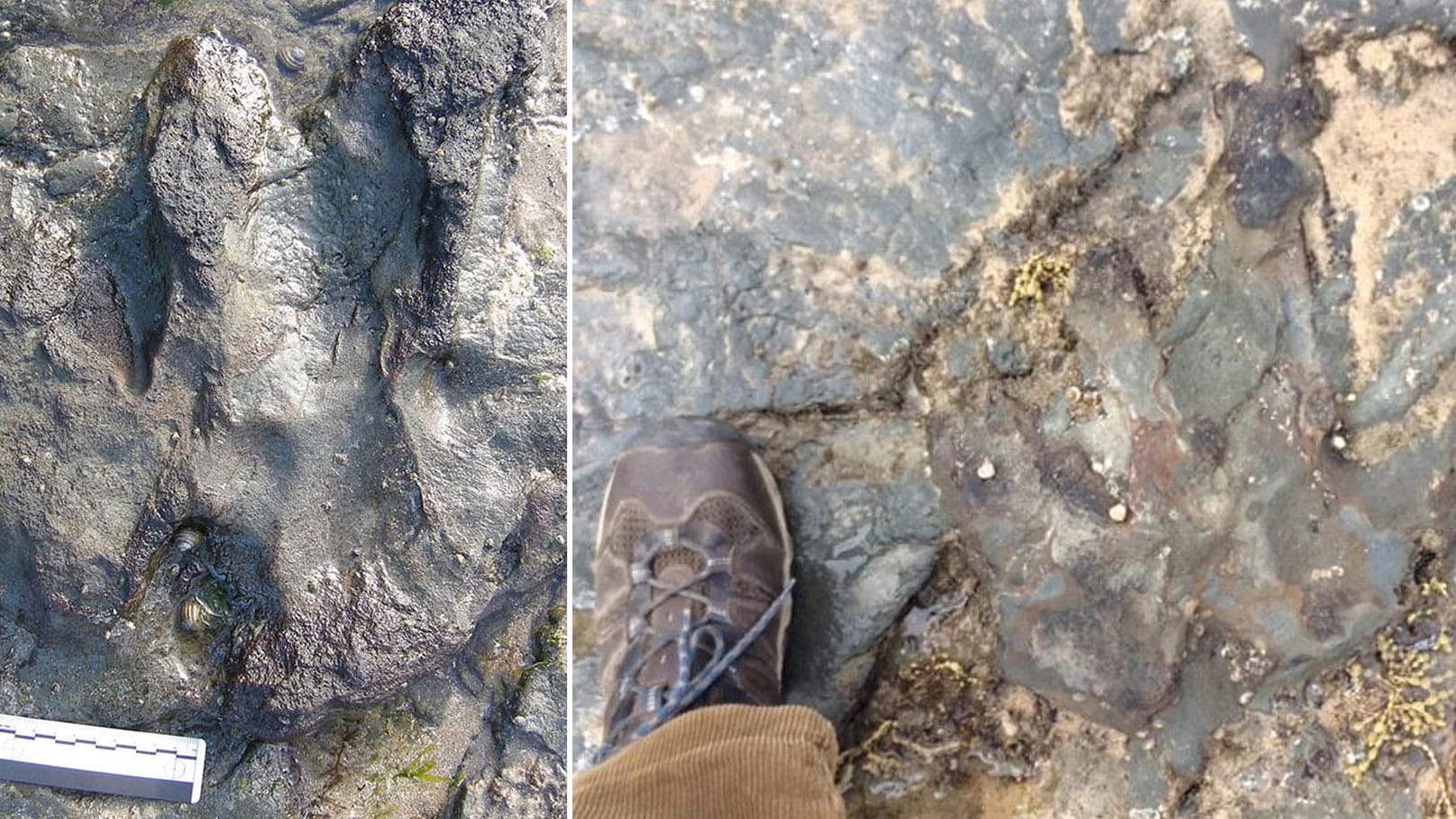 Links ist der 115 Millionen Jahre alte Dinosaurier-Fußabdruck eines Megalosaurus unversehrt zu sehen, rechts nachdem er beschädigt wurde. Links ist der 115 Millionen Jahre alte Dinosaurier-Fußabdruck eines Megalosaurus unversehrt zu sehen, rechts nachdem er beschädigt wurde.