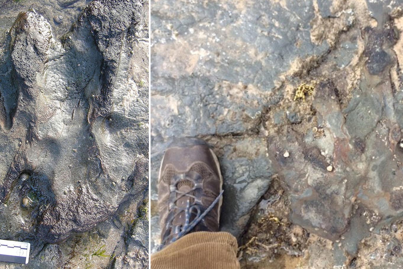 Links ist der 115 Millionen Jahre alte Dinosaurier-Fußabdruck eines Megalosaurus unversehrt zu sehen, rechts nachdem er beschädigt wurde.
