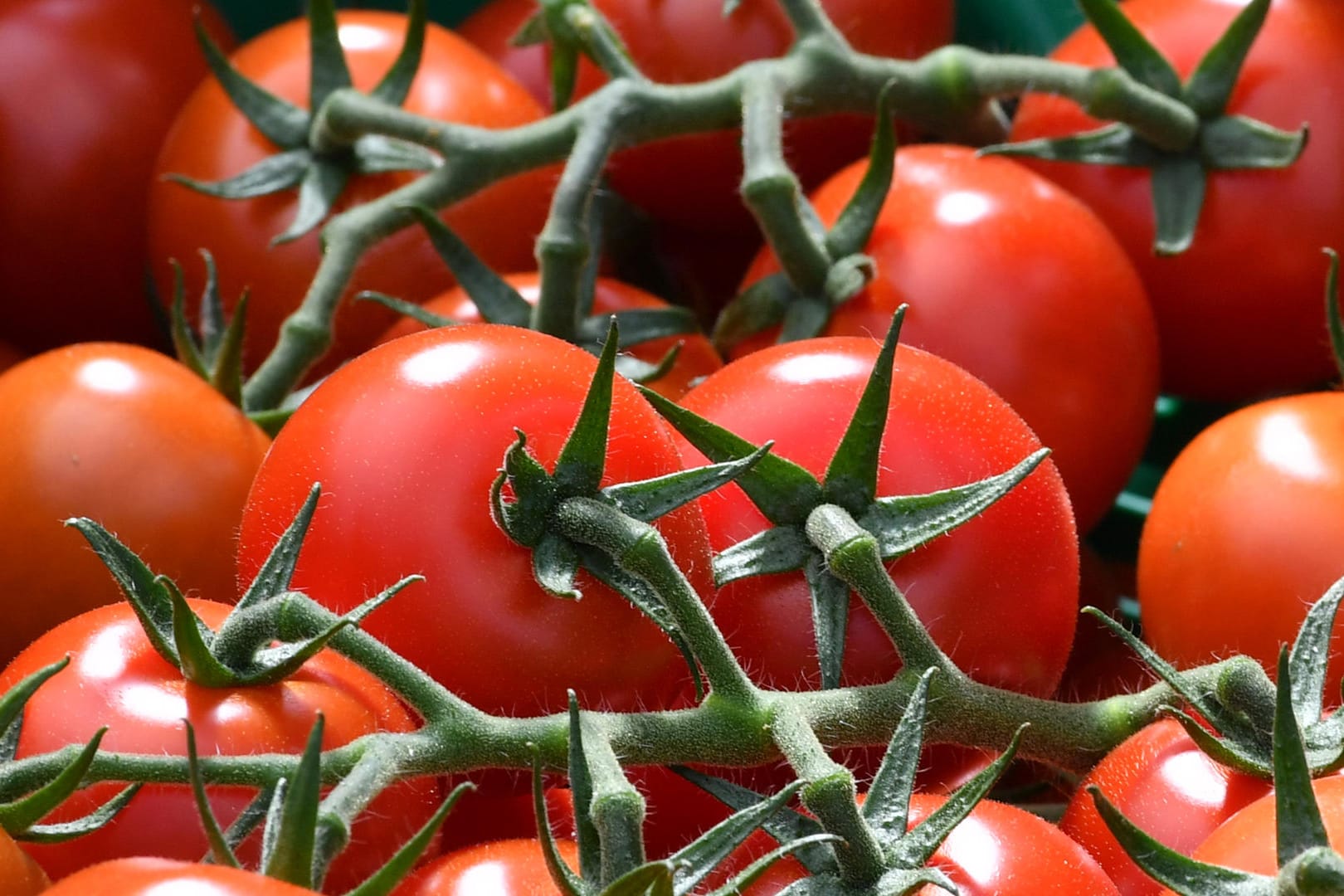 Tomaten gehören zu den problematischen Lebensmitteln.