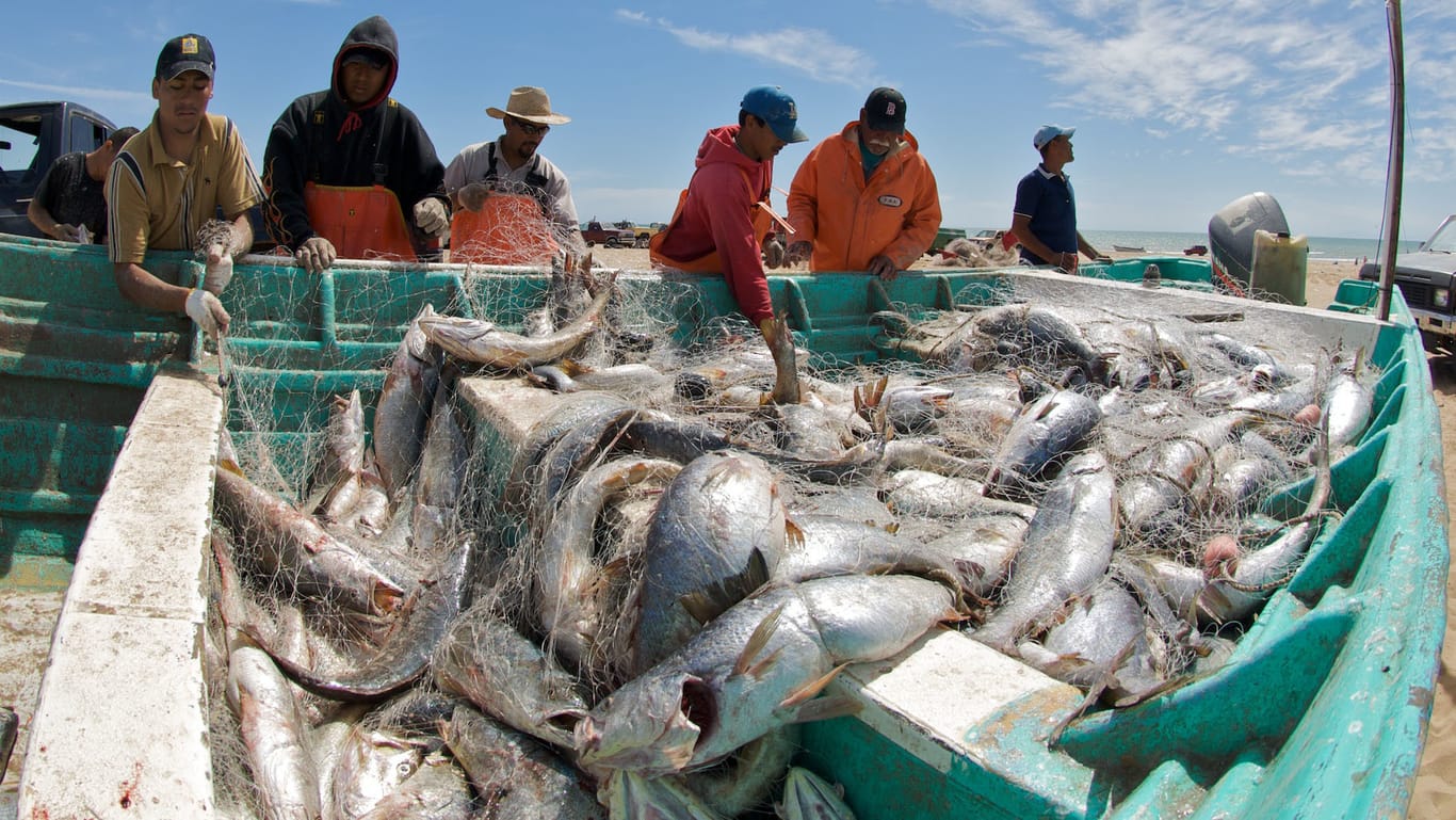 Fischer am Golf von Mexiko begutachten ihren Fang von Umberfischen.