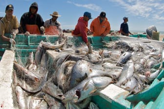 Fischer am Golf von Mexiko begutachten ihren Fang von Umberfischen.