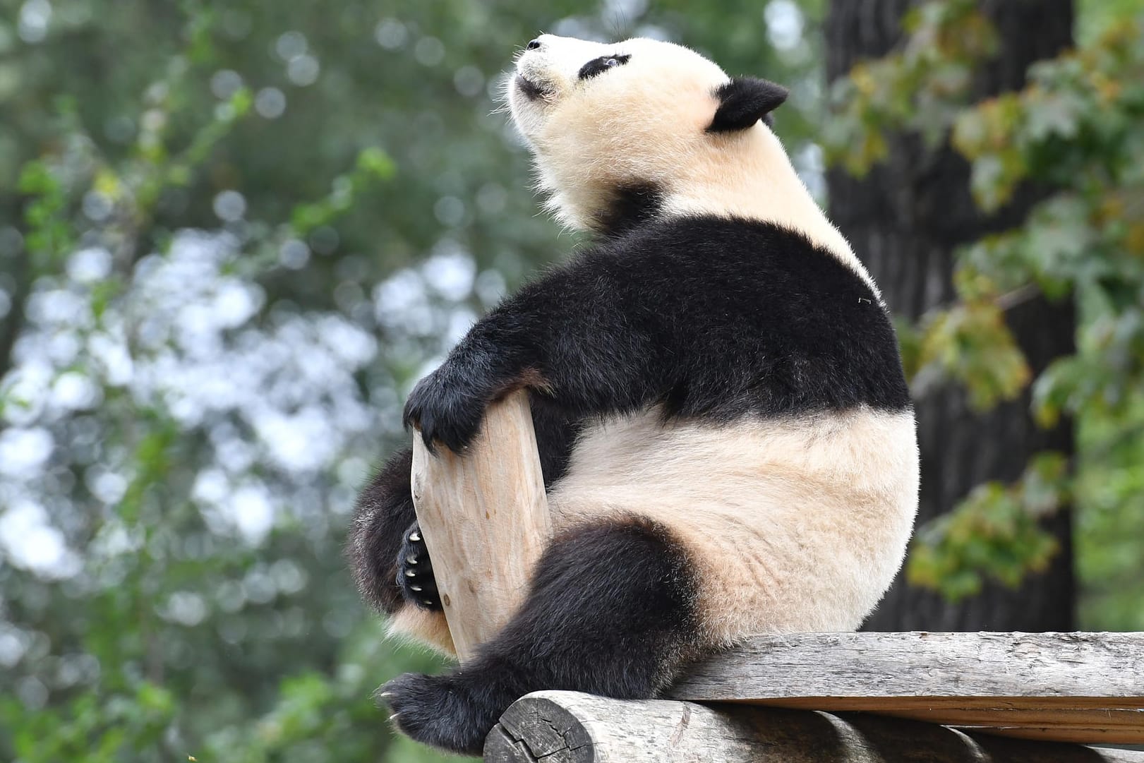 Die Panda-Dame Meng Meng.