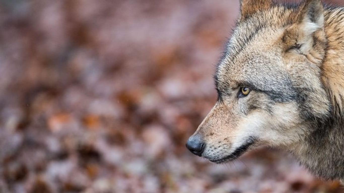 Seit einigen Jahren nimmt die Zahl der Wölfe in Deutschland kontinuierlich zu.