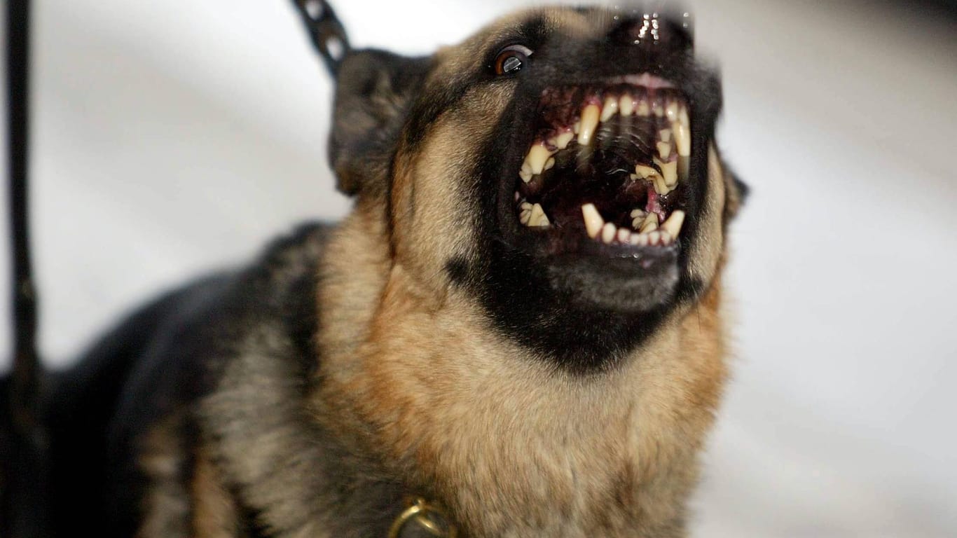 Ein Hund zeigt seine Zähne.