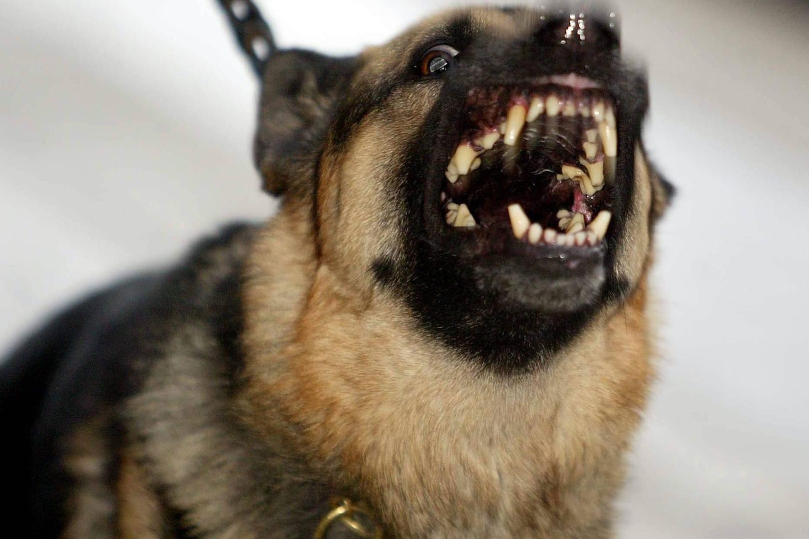 Ein Hund zeigt seine Zähne.