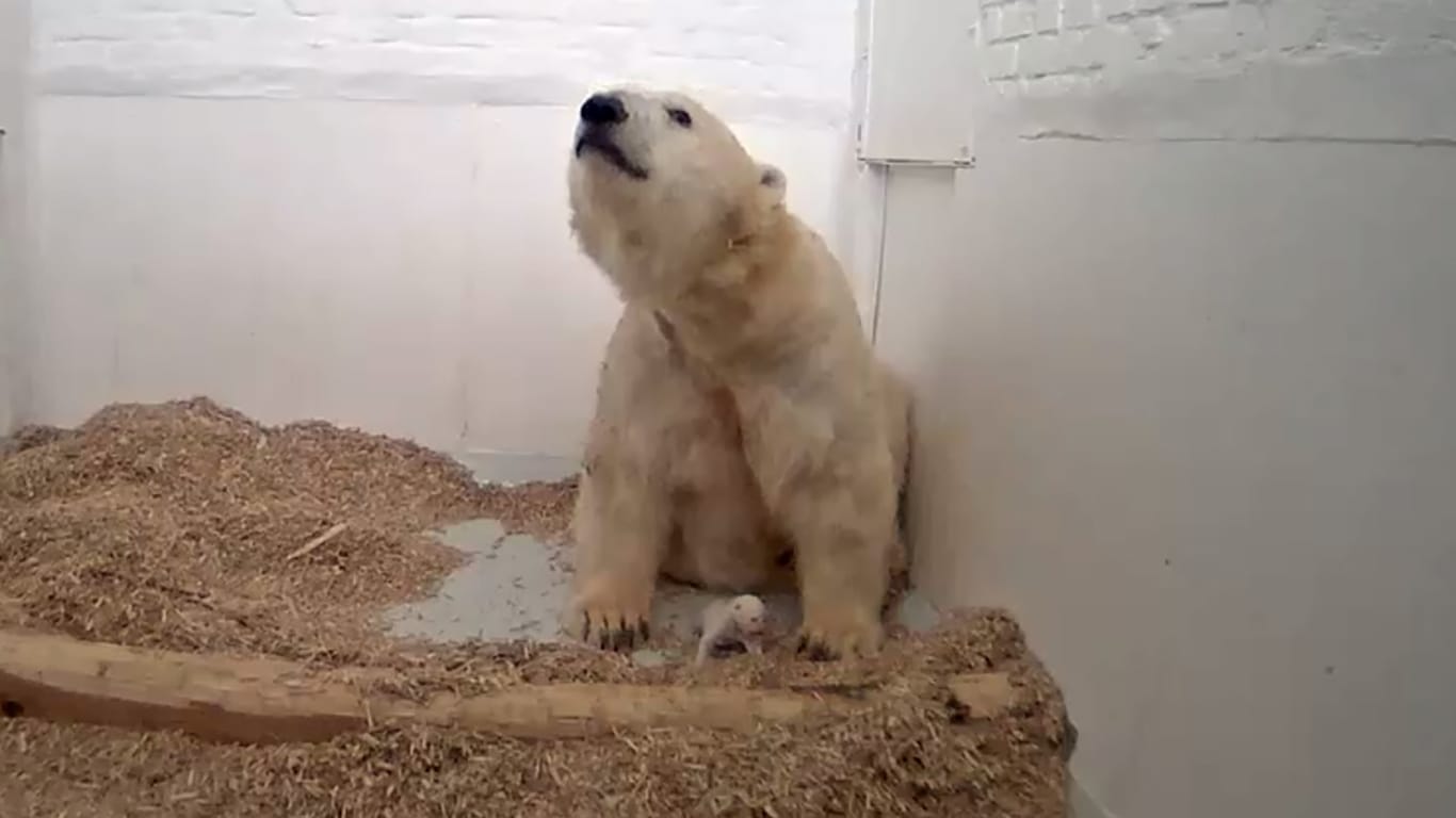 Die Eisbärin Tonja sitzt mit ihrem Anfang Dezember geborenen Eisbär-Baby in der Wurfhöhle im Tierpark Berlin.