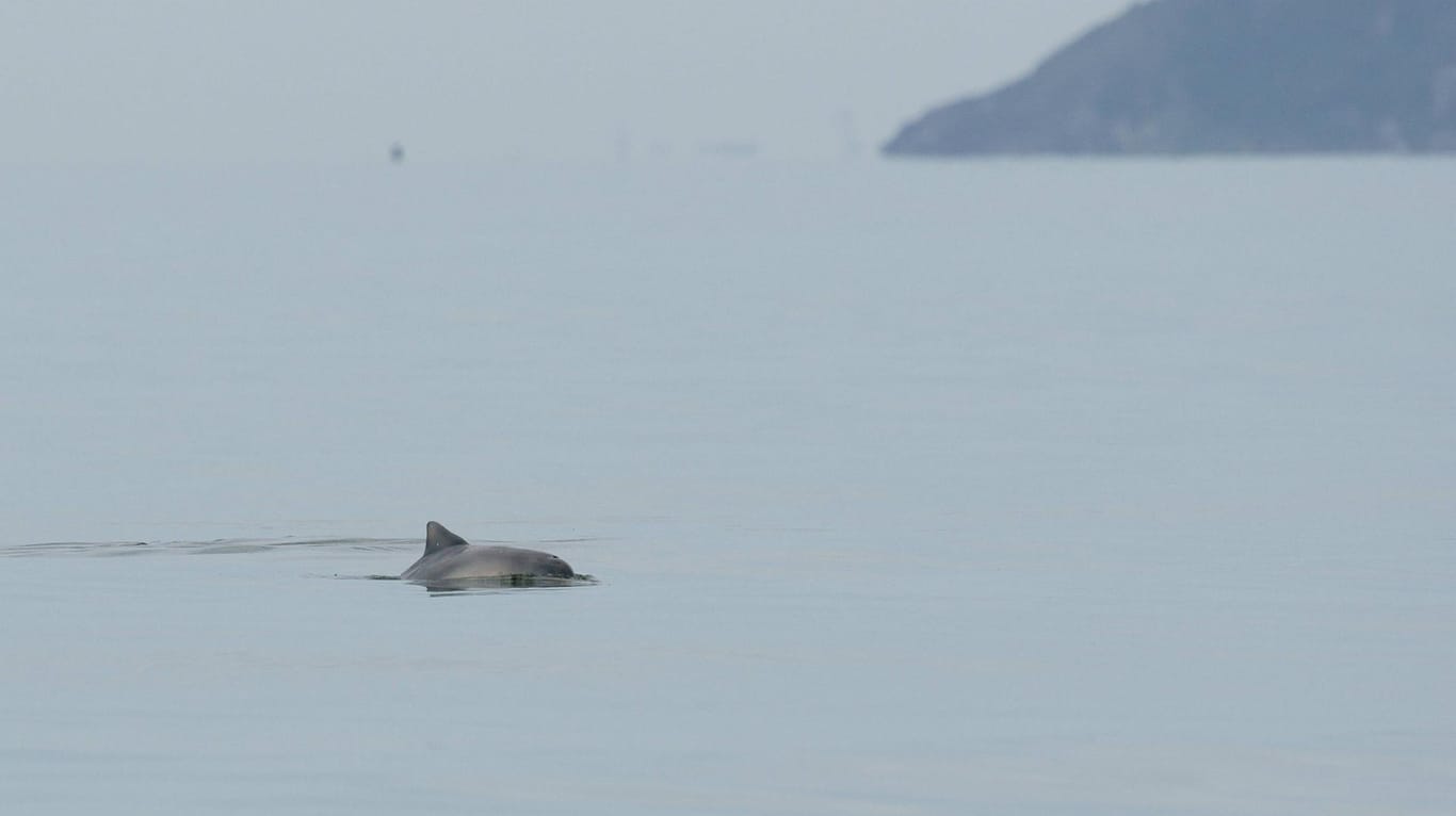 Die Ursache für den Tod von Delfinen sei noch unklar. (Symbolbild)