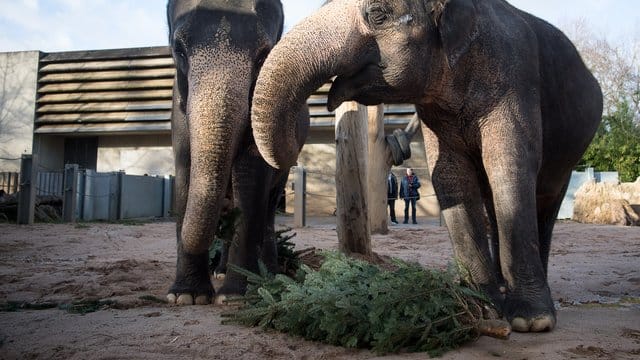 Rund 150 nicht verkaufte Weihnachtsbäume werden in dem Stuttgarter Zoo als Futter für unterschiedliche Tierarten und als Dekoration verwendet.