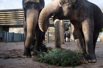Rund 150 nicht verkaufte Weihnachtsbäume werden in dem Stuttgarter Zoo als Futter für unterschiedliche Tierarten und als Dekoration verwendet.