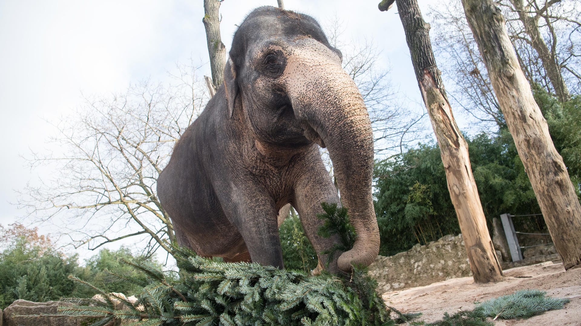 Die Tannenbäume sind zwar keine besondere Delikatesse, aber eine gern gesehene Abwechslung für die Zootiere.