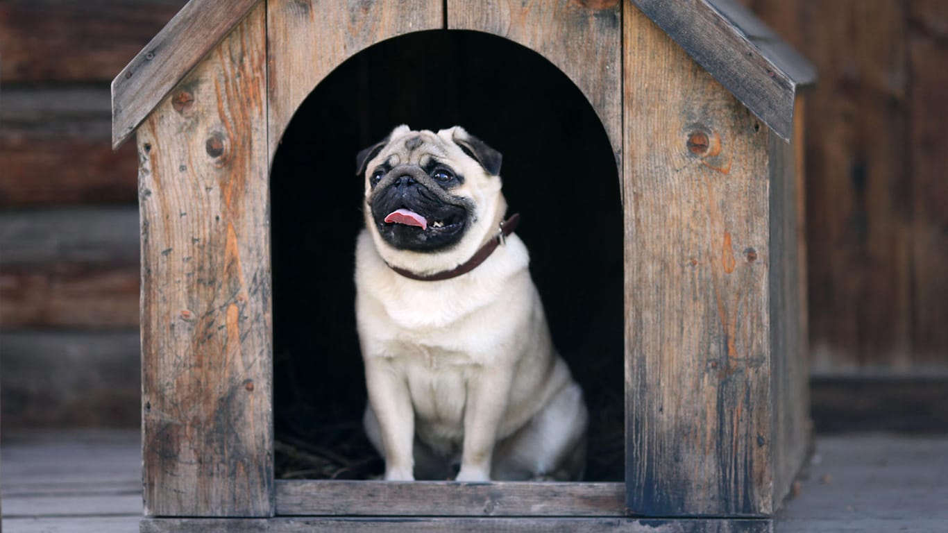 Ein Hund in einer Hütte: In New York kann man sein Tier in einem Hundeparkhaus unterbringen.