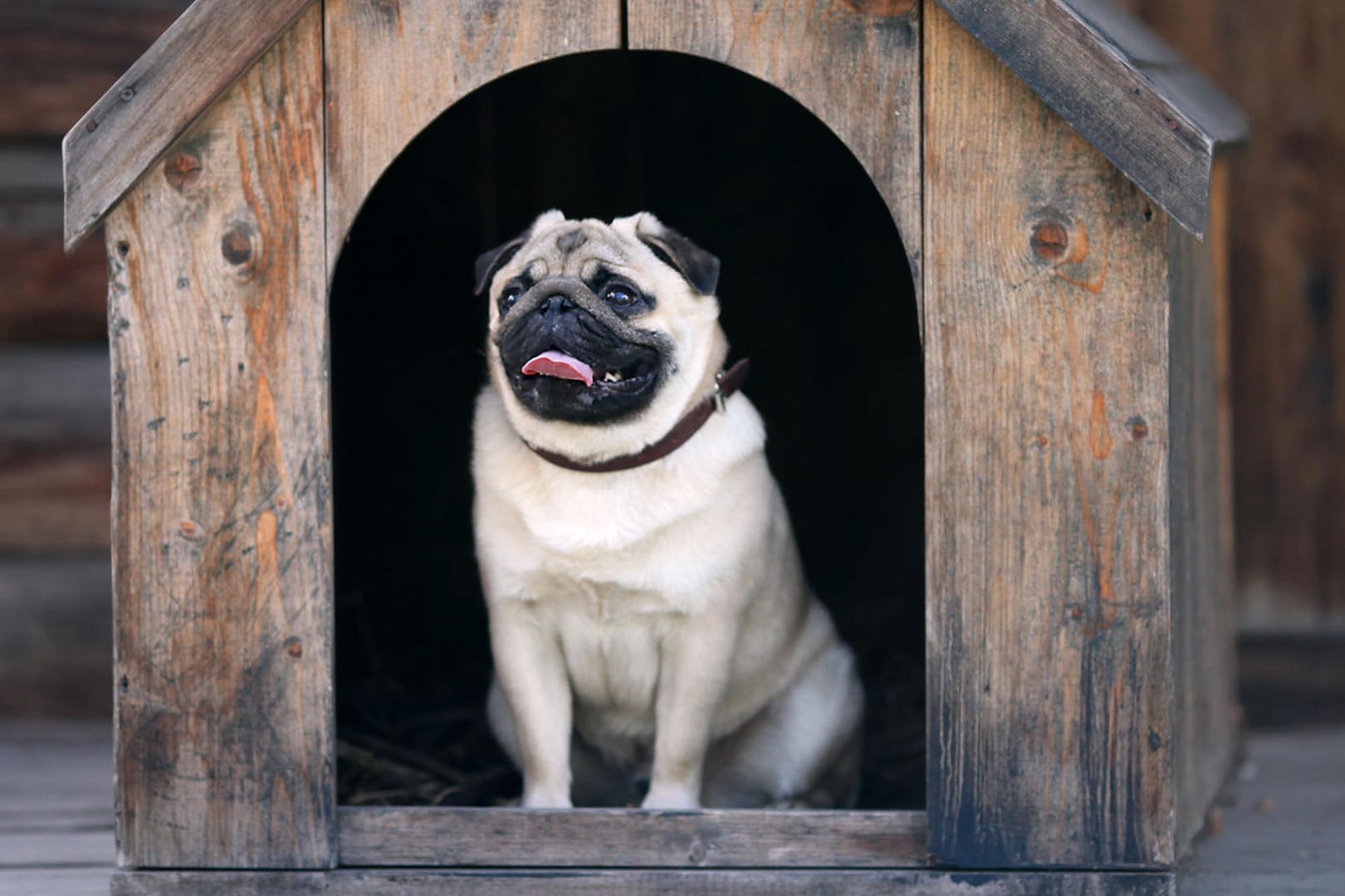 Ein Hund in einer Hütte: In New York kann man sein Tier in einem Hundeparkhaus unterbringen.