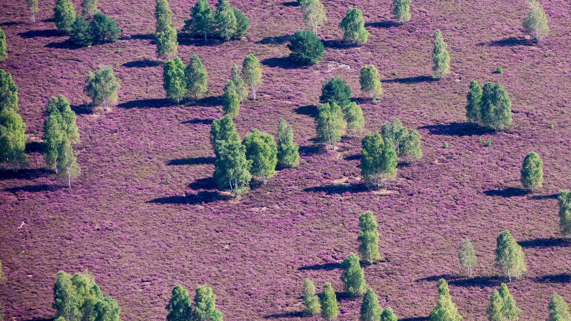 Blühende Heidelandschaft