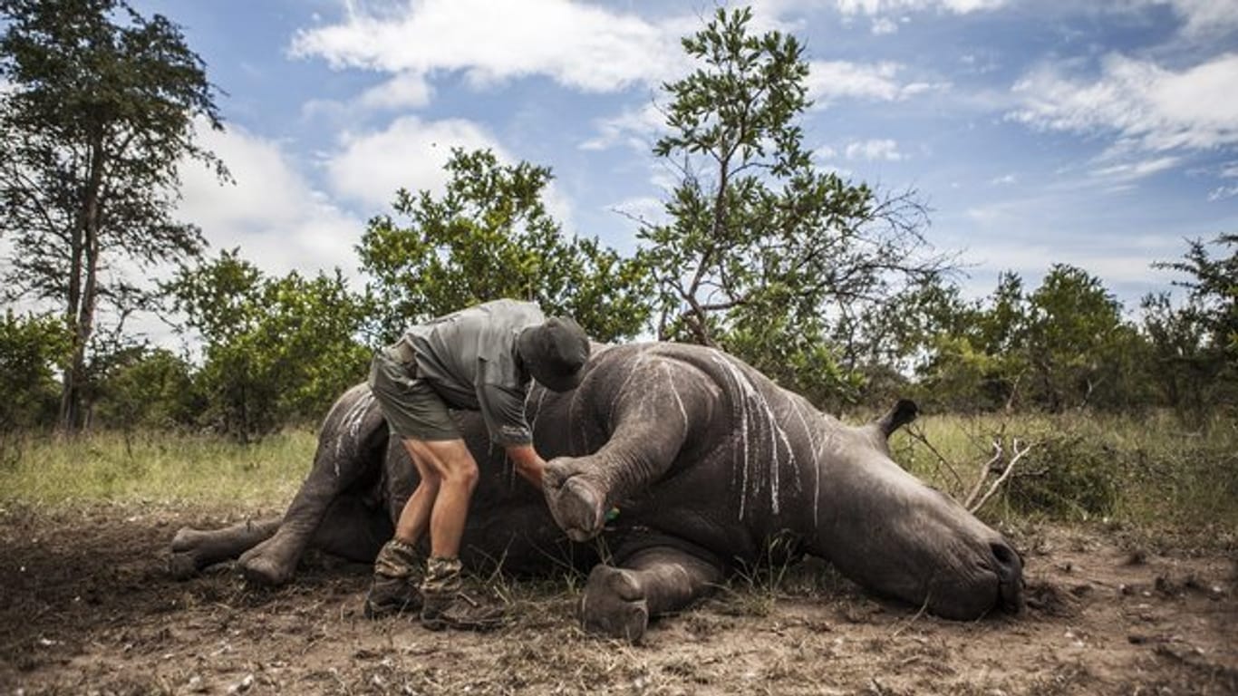 Ein Wildhüter und Ermittler steht im Krüger-Nationalpark bei Skukuza (Südafrika) neben einem von Wilderern getöteten Nashorn.