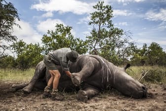 Ein Wildhüter und Ermittler steht im Krüger-Nationalpark bei Skukuza (Südafrika) neben einem von Wilderern getöteten Nashorn.