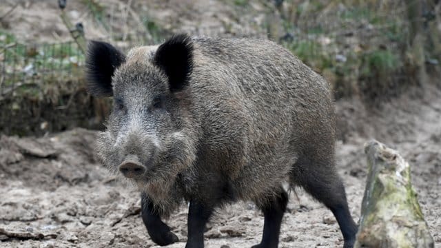 Die Afrikanische Schweinepest wird durch Wildschweine verbreitet.