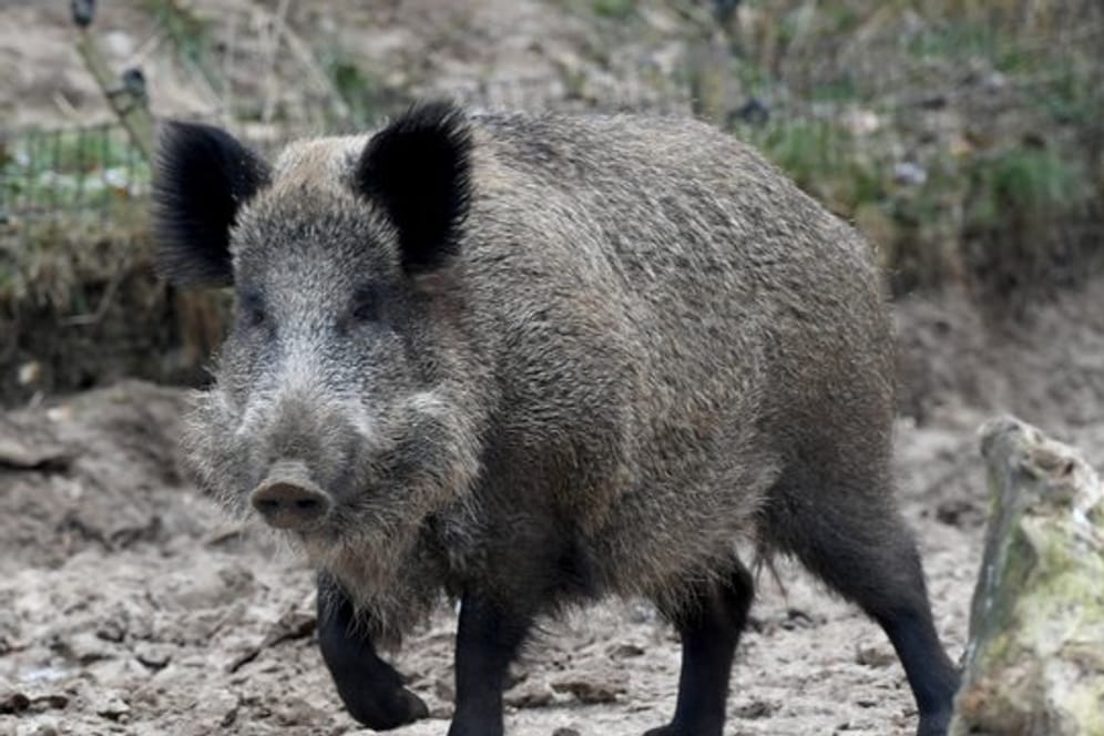 Die Afrikanische Schweinepest wird durch Wildschweine verbreitet.
