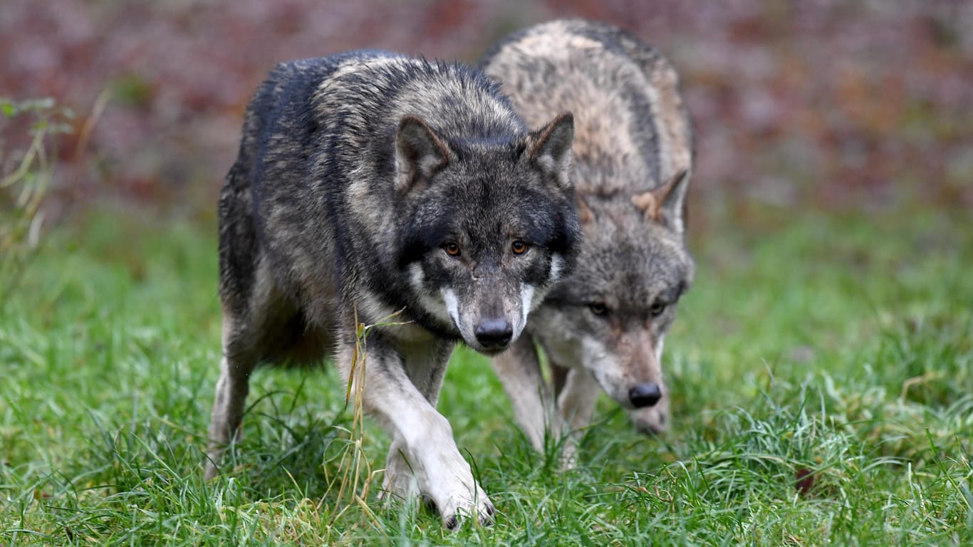 Die Lausitzer Region hat derzeit die höchste Wolfsdichte in ganz Europa. (Symbolbild)