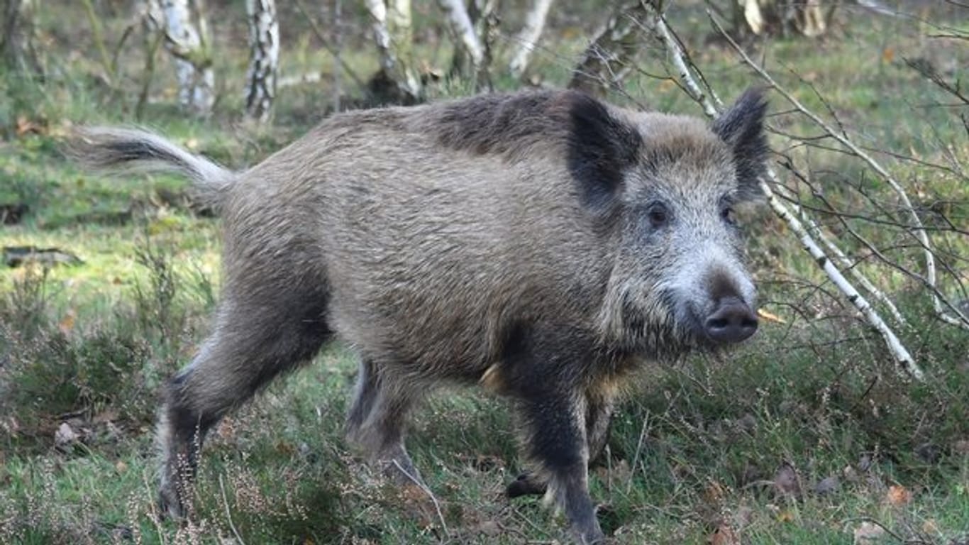 Wildschwein im brandenburgischen Elstal: Die Gefahr einer Einschleppung der Afrikanischen Schweinpest nach Deutschland ist angesichts neuer Fälle in Polen und Tschechien weiterhin hoch.
