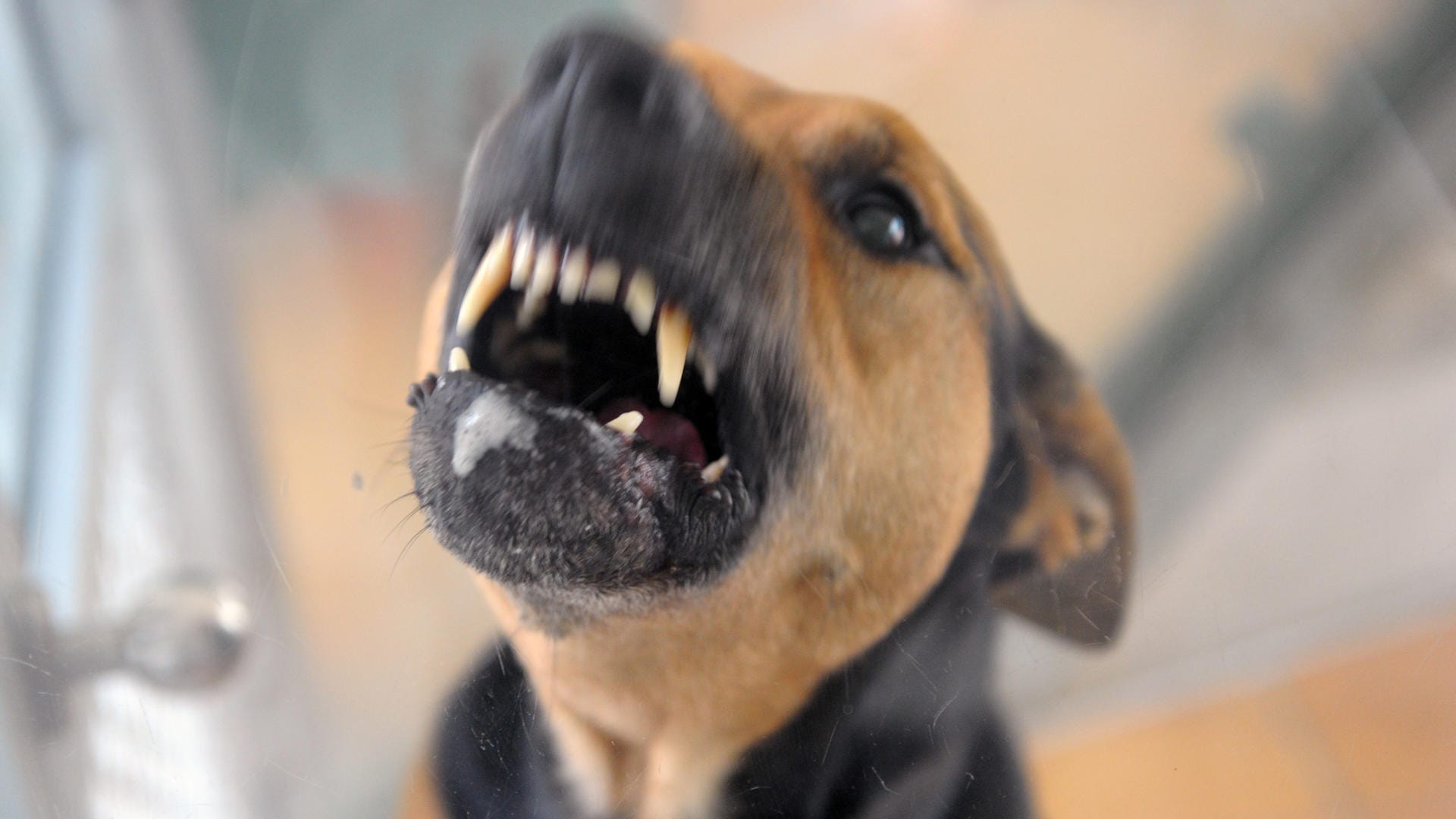 Ein aggressiver Hund hat eine Rentnerin in Oberursel angegriffen. (Symbolfoto)