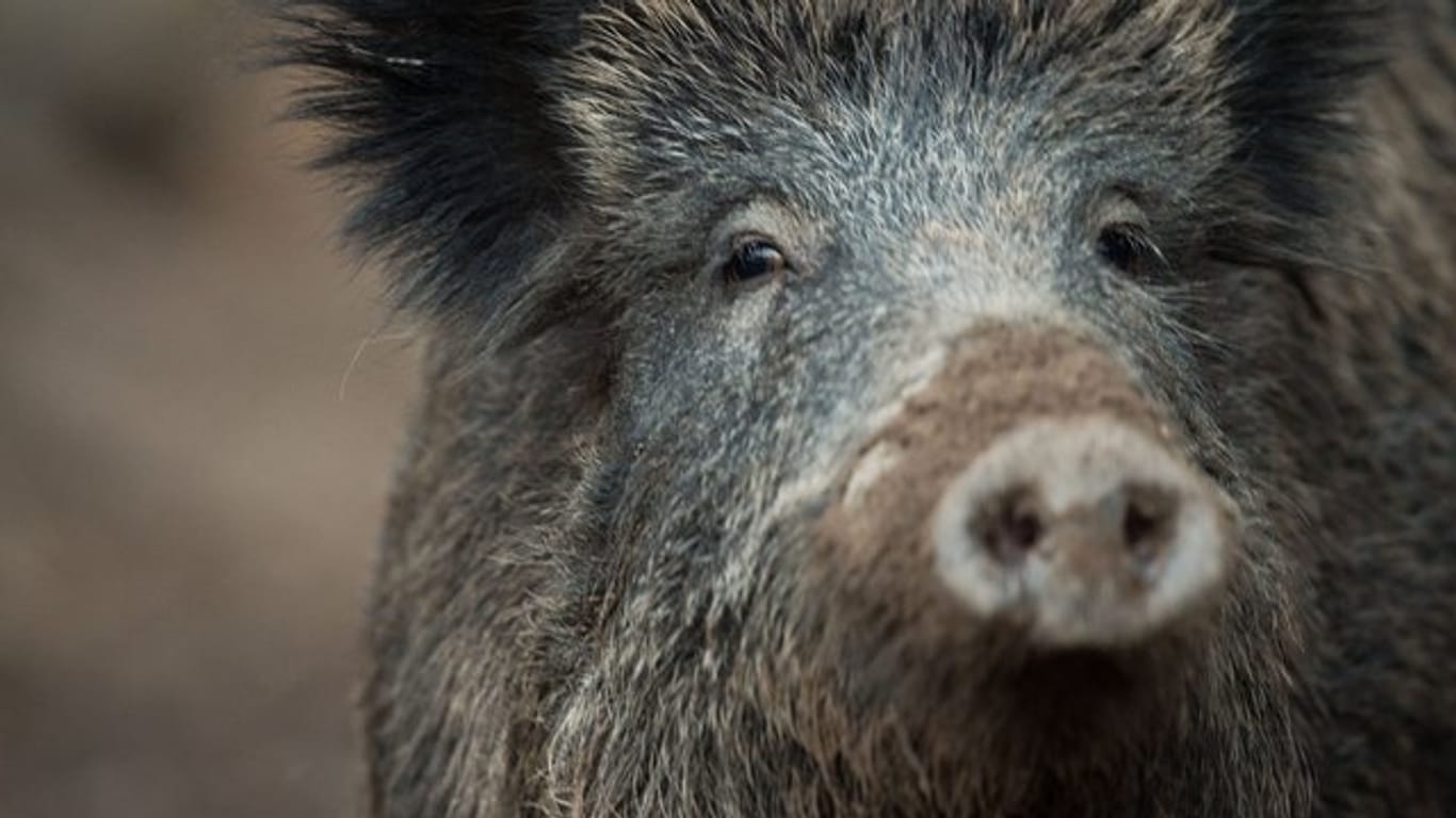 Der Bestand von Wildschweinen soll extrem reduziert werden.