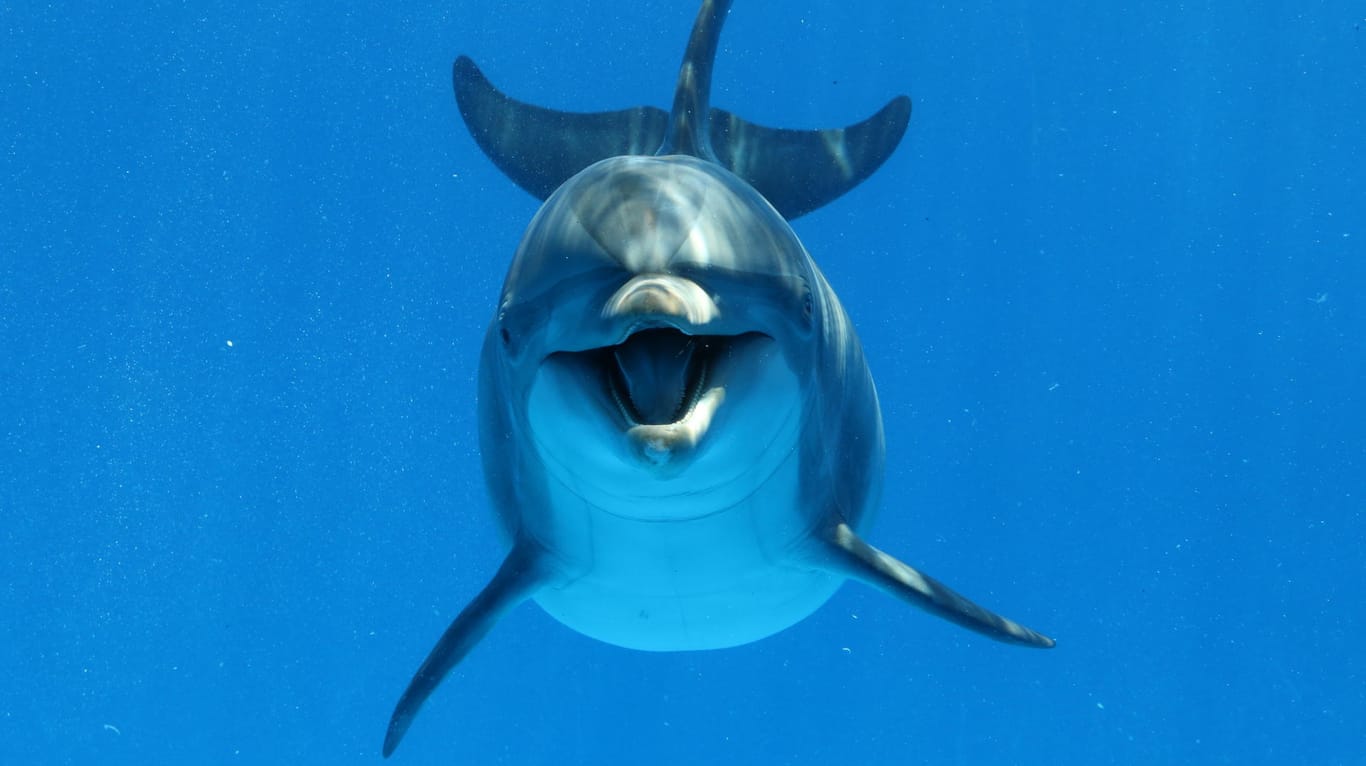 Großer Tümmler Delfin: Mehr als 130 Tiere sind in der Bucht von Sepetiba seit Ende November 2017 gestorben. (Symbolbild)
