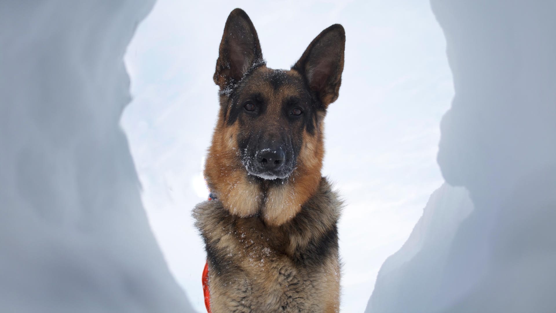 Mantrailerhunde: Studien haben belegt, dass die feinen Nasen in geschlossenen Räumen noch Monate später nachweisen konnten, dass ein Verdächtiger am Tatort war.