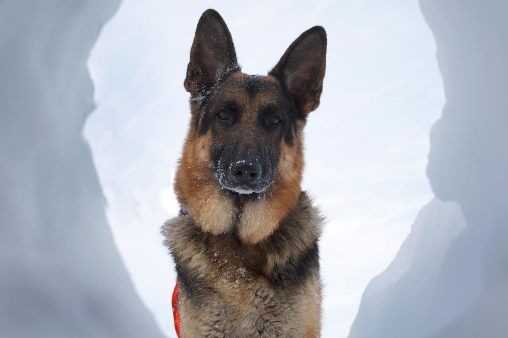 Mantrailerhunde: Studien haben belegt, dass die feinen Nasen in geschlossenen Räumen noch Monate später nachweisen konnten, dass ein Verdächtiger am Tatort war.