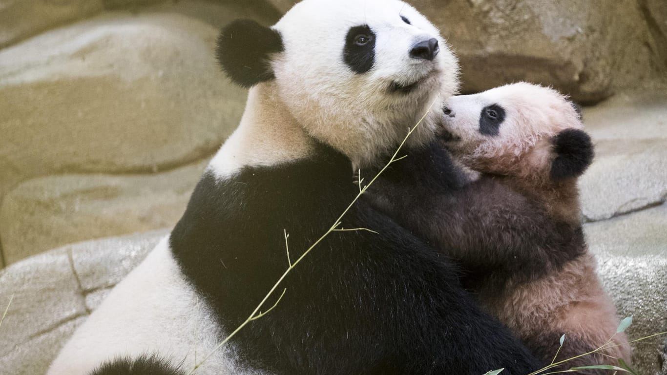 Der kleine Panda Yuan Meng küsst seine mutter Huan Huan.
