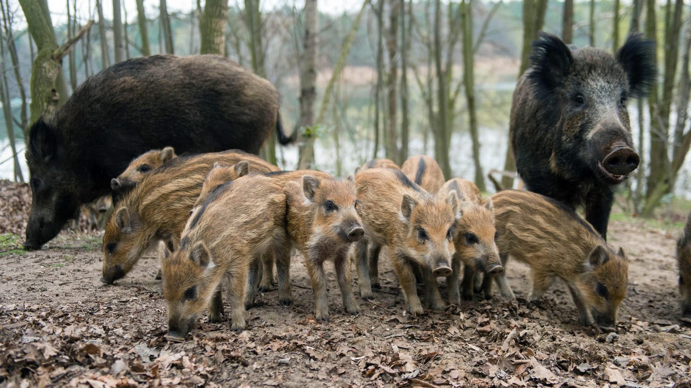 Wildschweine: Aus Angst vor der Afrikanischen Schweinepest wurde die Jagd auf Wildschweine intensiviert.
