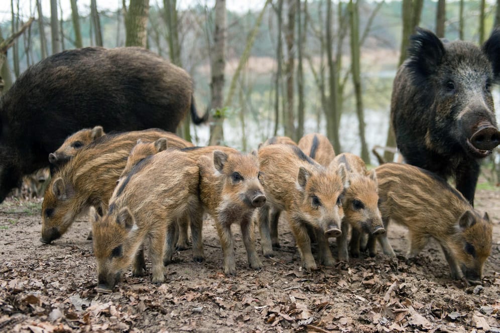 Wildschweine: Aus Angst vor der Afrikanischen Schweinepest wurde die Jagd auf Wildschweine intensiviert.