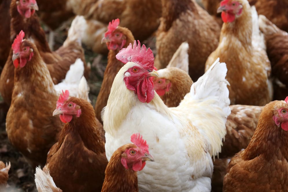 Hühner: Tiere sollen mehr Platz und Futter ohne Gentechnik erhalten.
