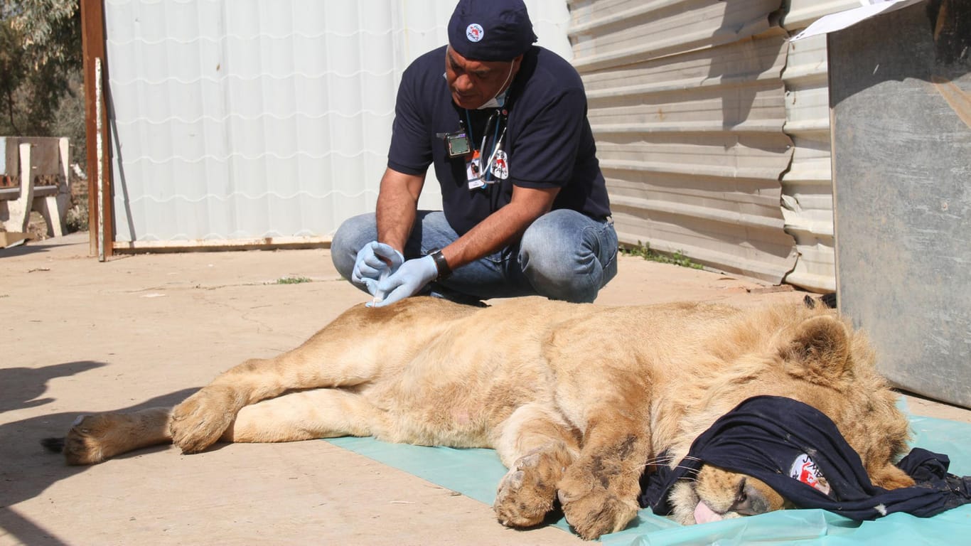 Tierarzt Amir Khalil mit Löwin Simba in der irakischen Stadt Mossul. Auch aus dieser IS-Hochburg rettete Khalil Tiere