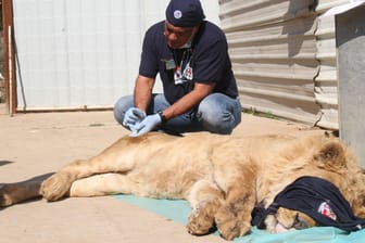 Tierarzt Amir Khalil mit Löwin Simba in der irakischen Stadt Mossul. Auch aus dieser IS-Hochburg rettete Khalil Tiere