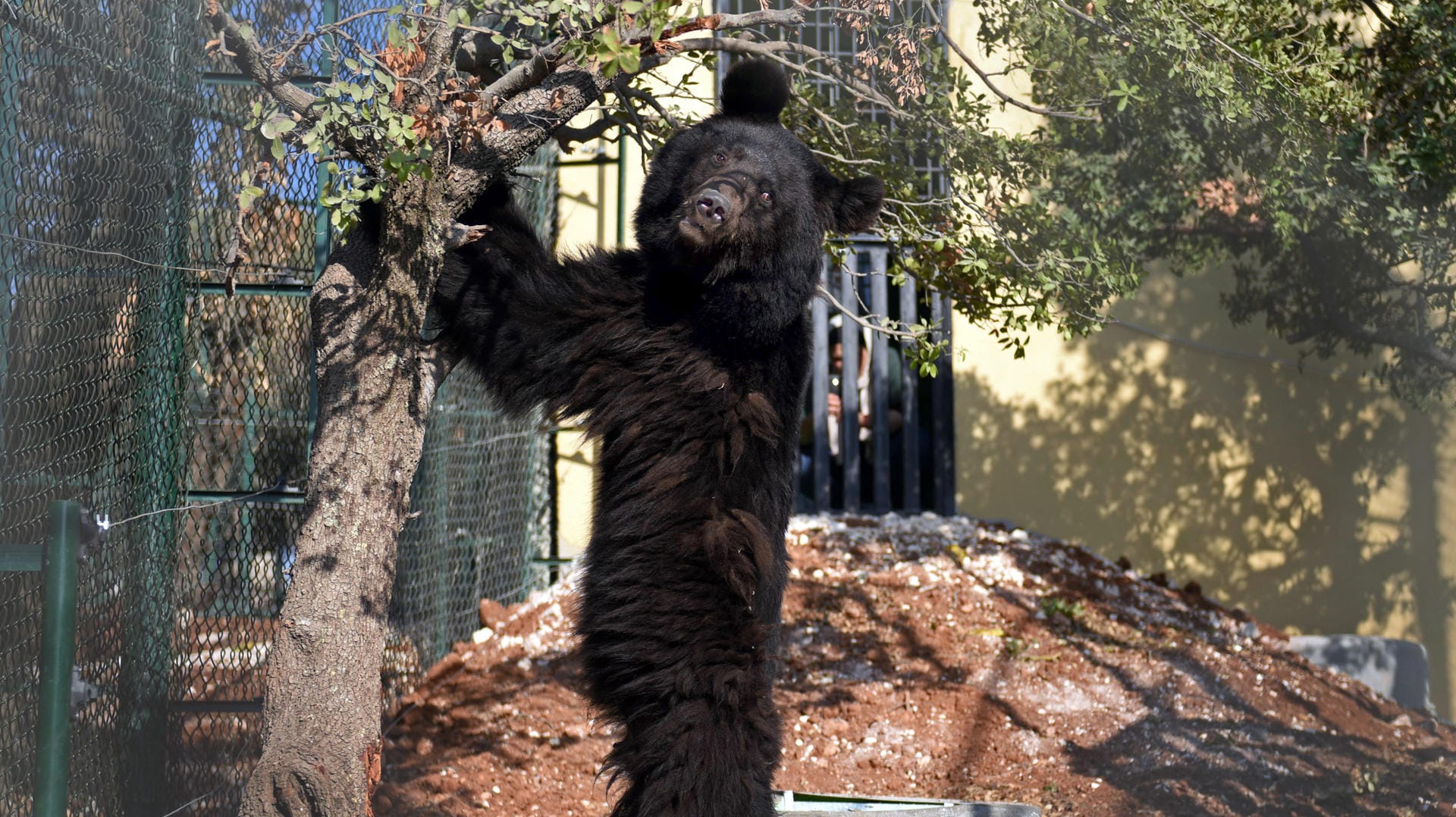 Ein asiatischer Braunbär in seinem Gehege in Jordanien: Er wurde aus der "Magic World" in Aleppo gerettet.