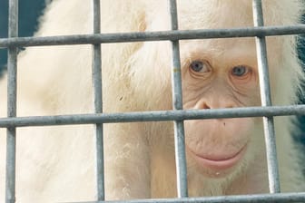 Das Affenweibchen Alba ist der weltweit einzige bekannte, lebende weiße Orang Utan.