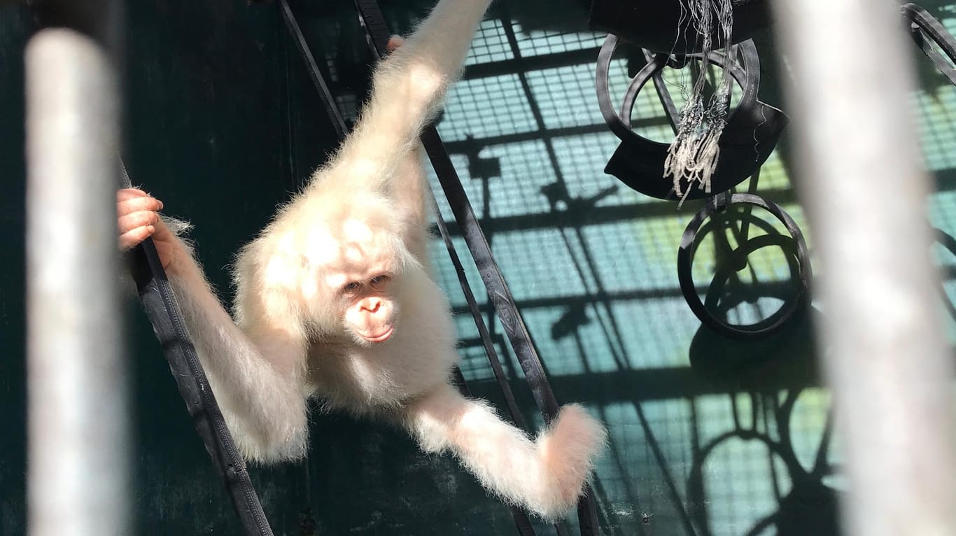Die Tierschutzorganisation BOS (Borneo Orangutan Survival) will das Albino-Weibchen in einigen Monaten auswildern.
