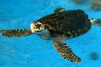 Eine Meeresschildkröte: Die Tiere fressen Algen, die für den Menschen giftig sind. In Madagaskar sind deswegen nun sieben Kinder an einer Lebensmittelvergiftung gestorben, nachdem sie Schildkrötenfleisch gegessen hatten. (Symbolbild)