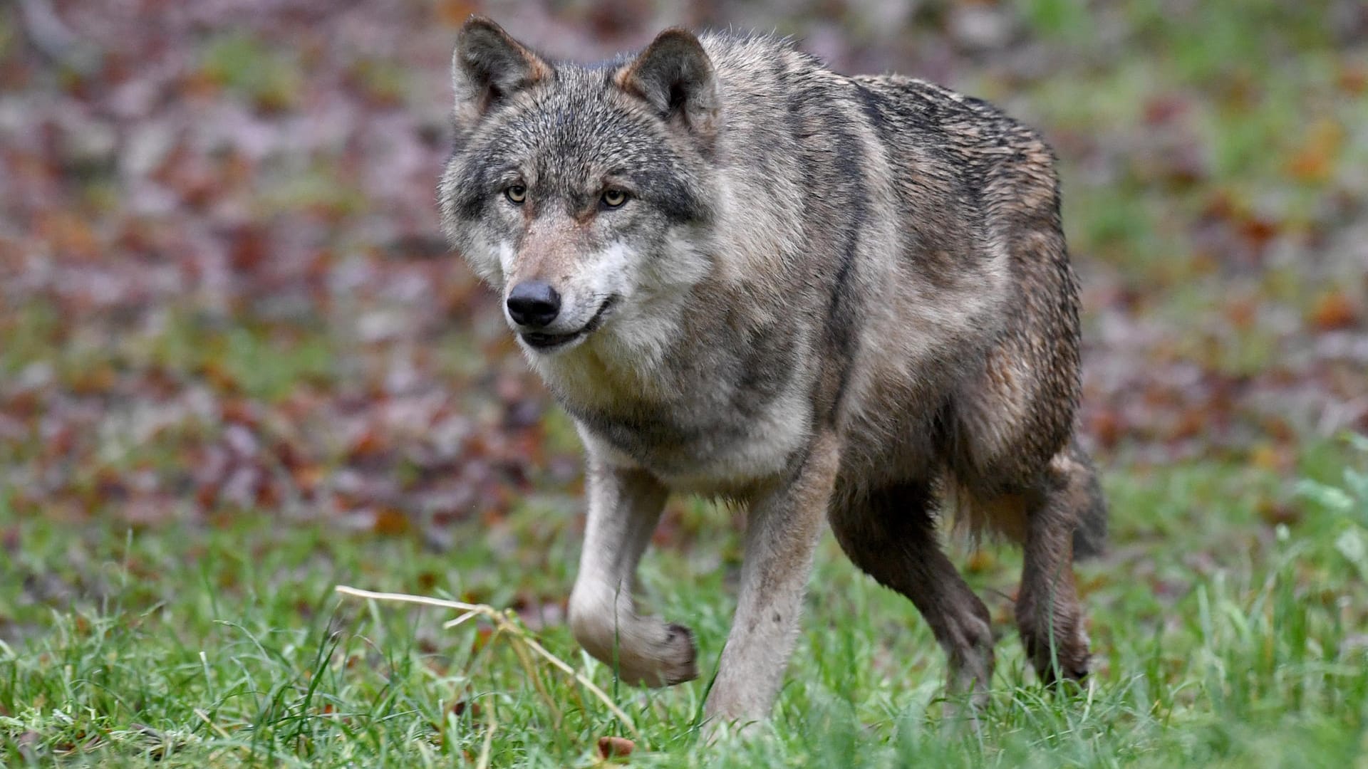 Ein Wolf: Ein Pizzabote begegnete überraschend einem Wolf mitten in Walsrode (Symbolbild). Ein Wolf: Ein Pizzabote begegnete überraschend einem Wolf mitten in Walsrode (Symbolbild).