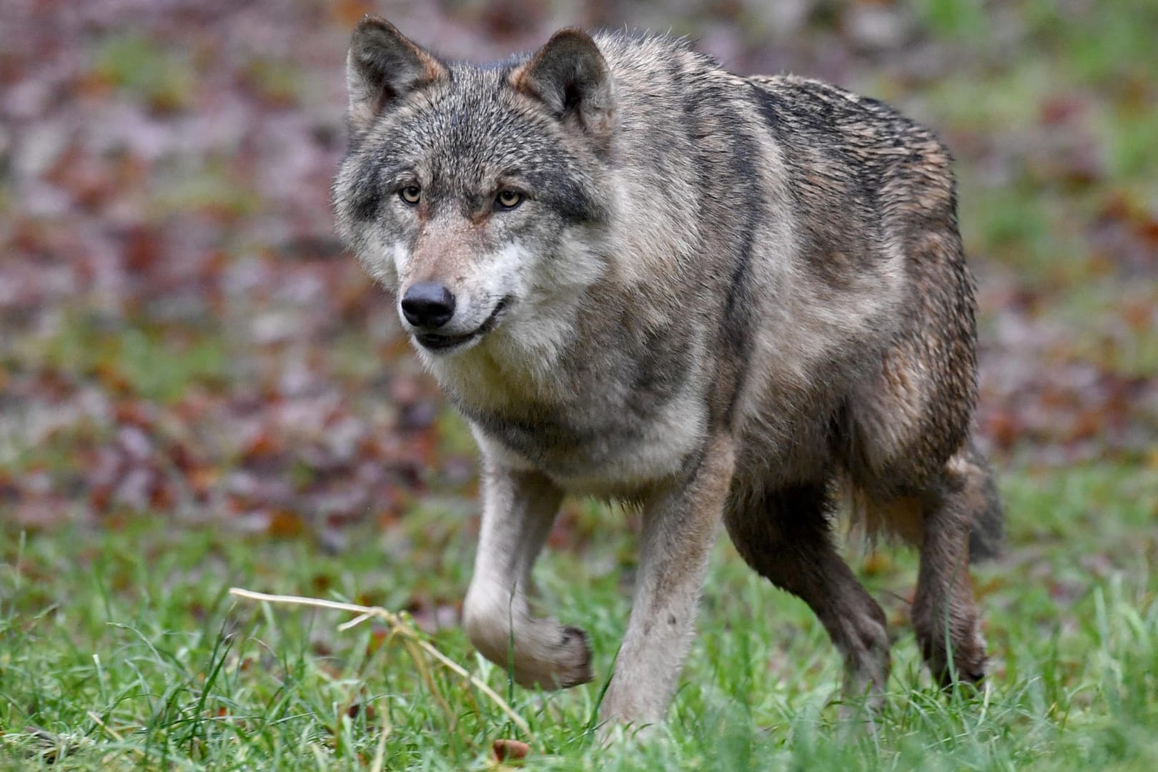 Ein Wolf: Ein Pizzabote begegnete überraschend einem Wolf mitten in Walsrode (Symbolbild).