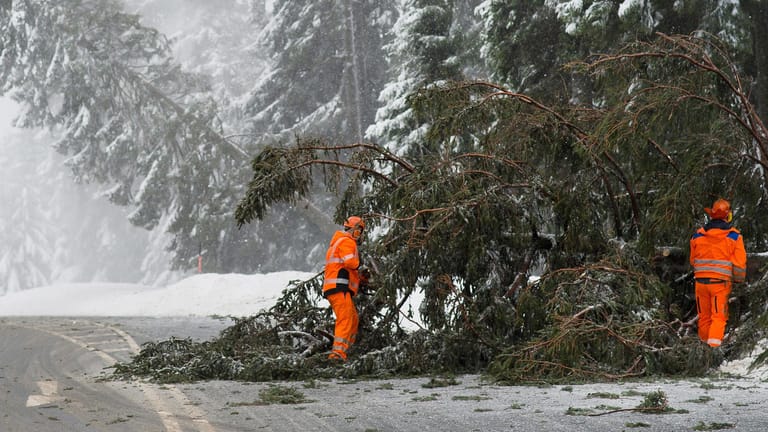 Ein umgestürzter Baum im Harz: Deutschlandweit kommt es wegen Sturm "Friederike" zu Verkehrsproblemen.