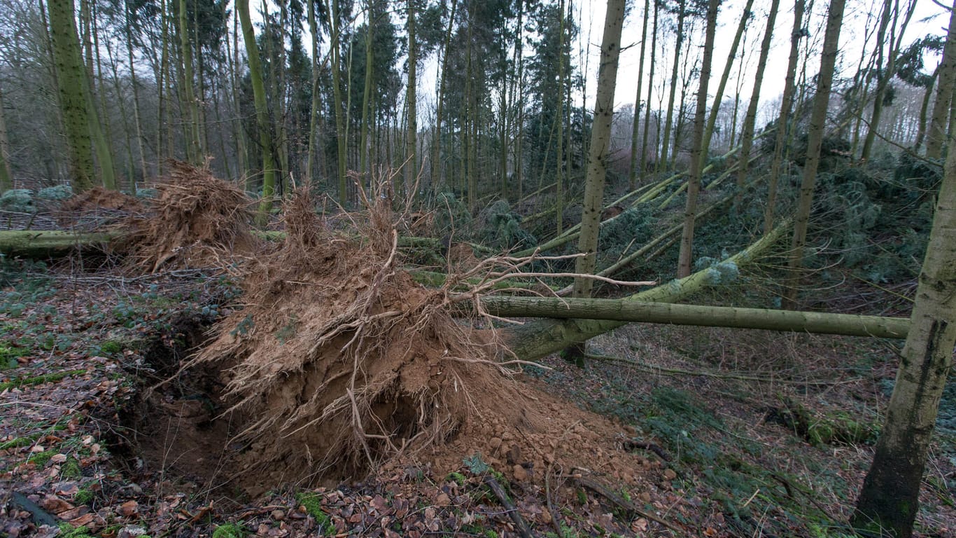Umgeknickte Bäume in einem Wald: Sturm "Friederike" hat unzählige Bäume entwurzelt.