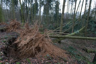 Umgeknickte Bäume in einem Wald: Sturm "Friederike" hat unzählige Bäume entwurzelt.