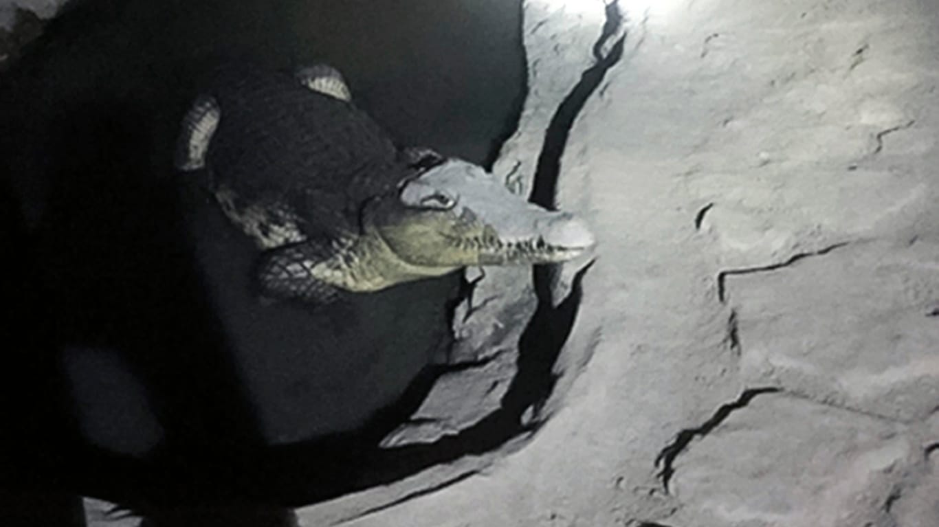 Das vom russischen Innenministerium veröffentlichte Foto zeigt ein Krokodil, das in einem kleinen Wasserbecken in einem betonierten Keller in St. Petersburg liegt.