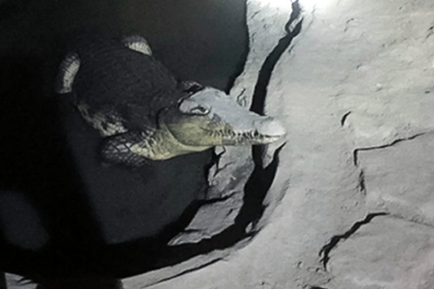 Das vom russischen Innenministerium veröffentlichte Foto zeigt ein Krokodil, das in einem kleinen Wasserbecken in einem betonierten Keller in St. Petersburg liegt.